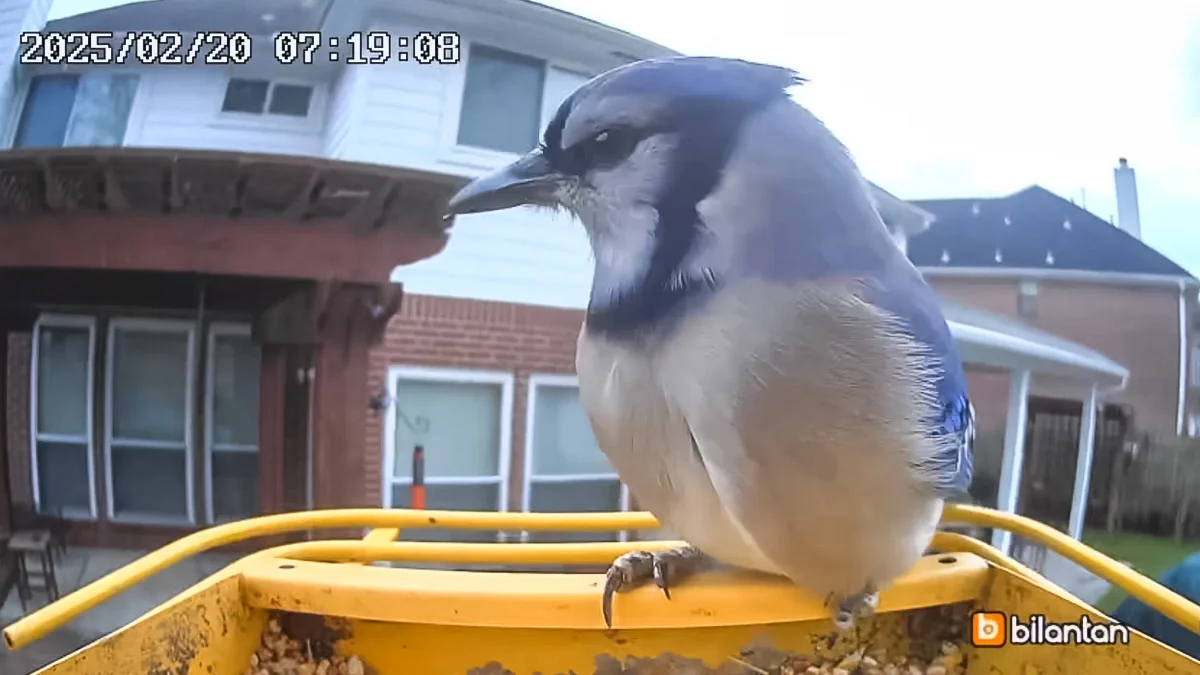 The Evolution of Bird Feeding